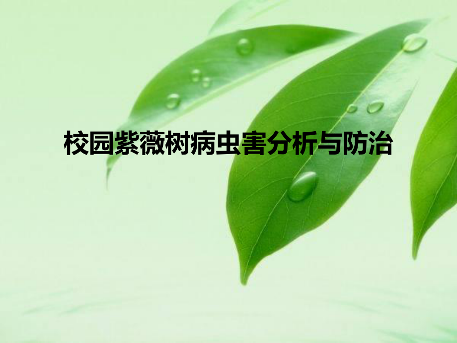 紫薇树病虫害介绍.ppt_第1页