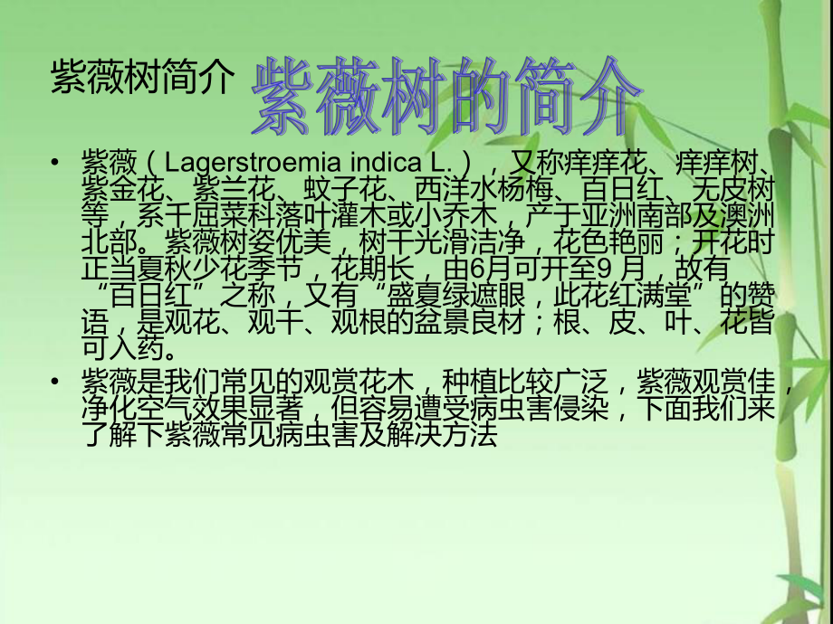 紫薇树病虫害介绍.ppt_第2页