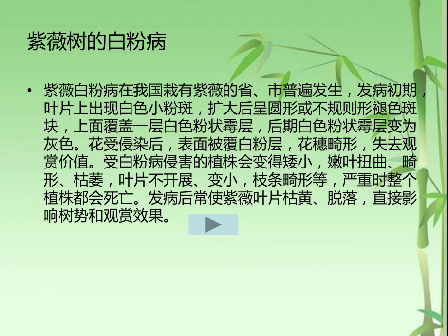 紫薇树病虫害介绍.ppt_第3页