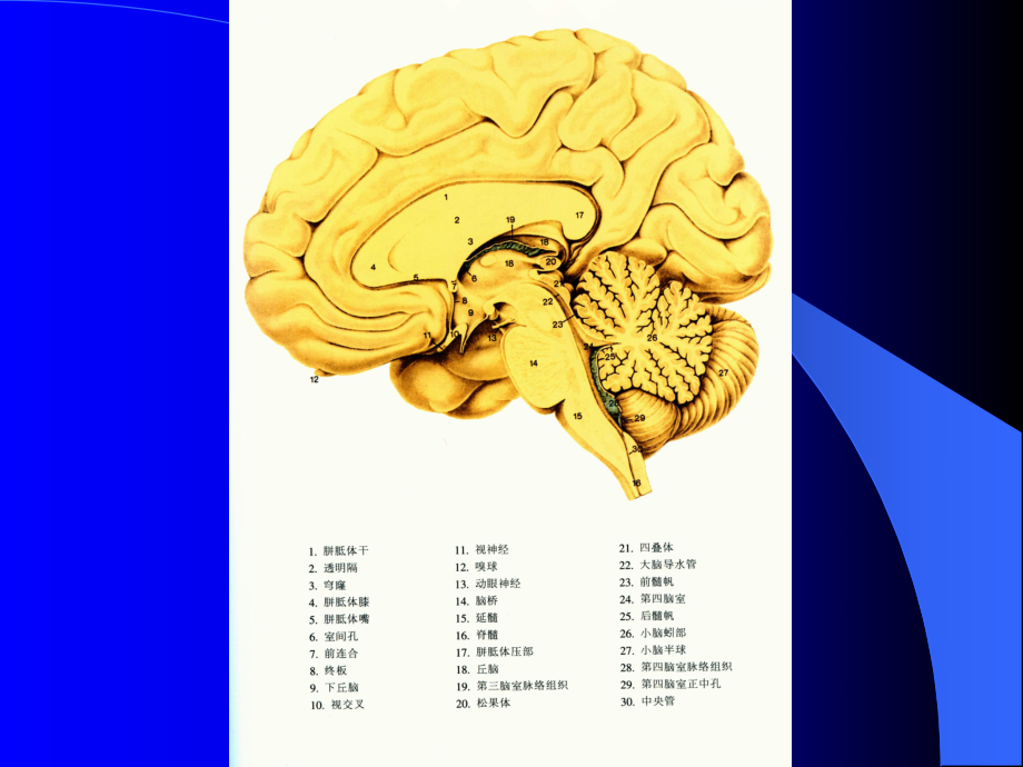 脑血管解剖与影像学2.ppt_第2页