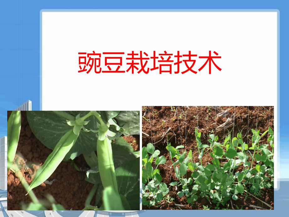 豌豆栽培技术.ppt_第1页