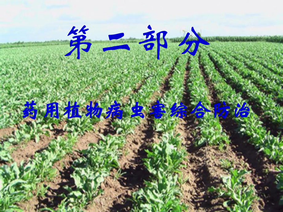 药用植物病虫害防治实习(板蓝根病虫害防治部分).ppt_第3页