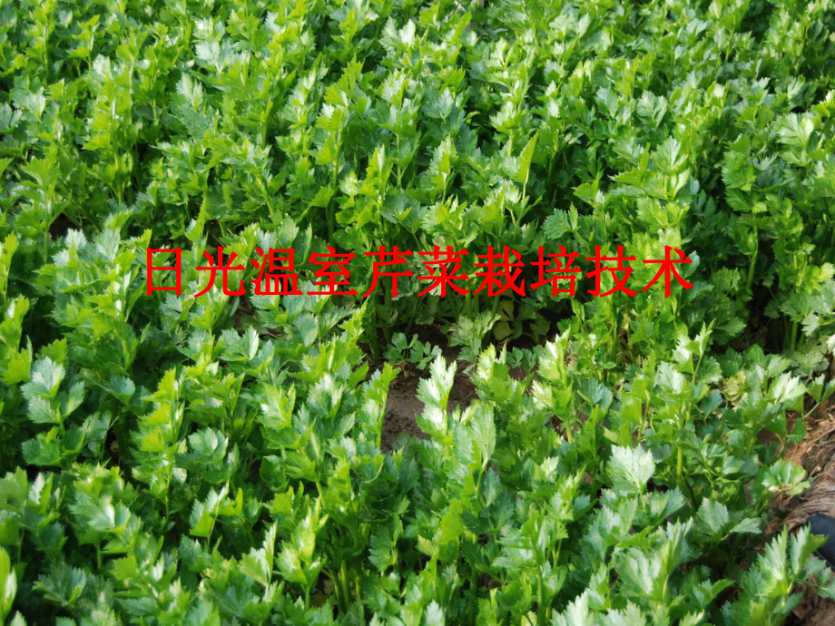 芹菜栽培技术.ppt_第2页