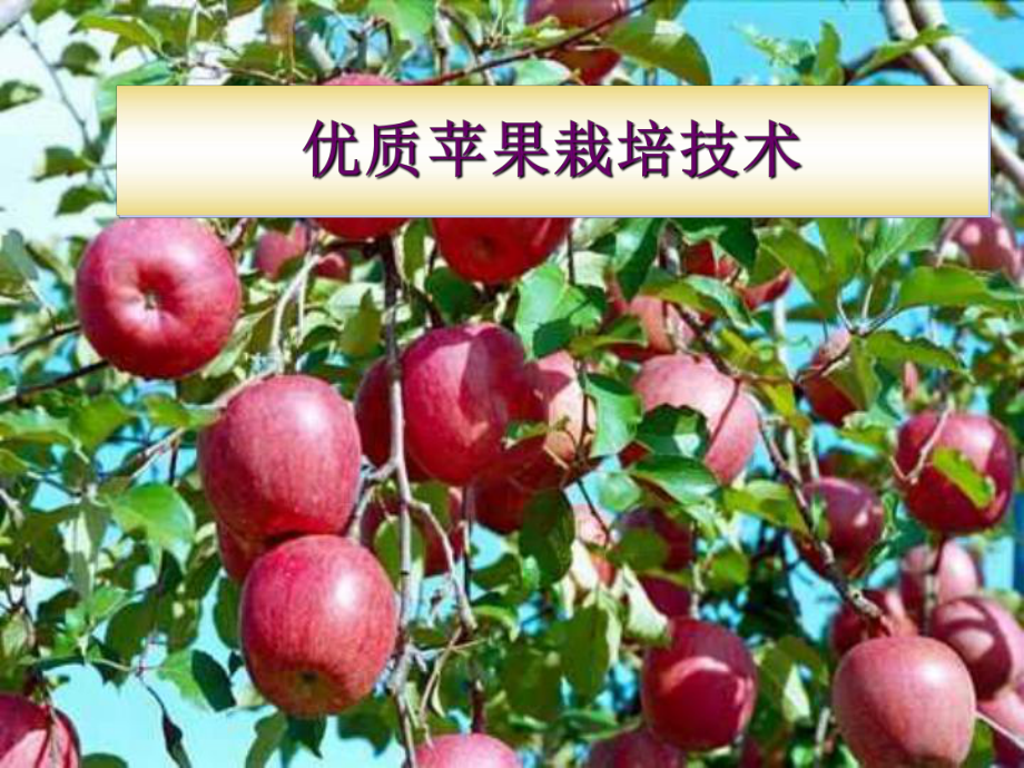 苹果栽培技术.ppt_第1页