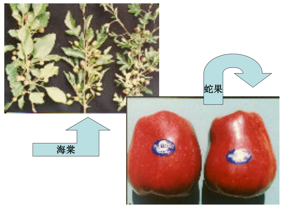 苹果栽培技术.ppt_第3页