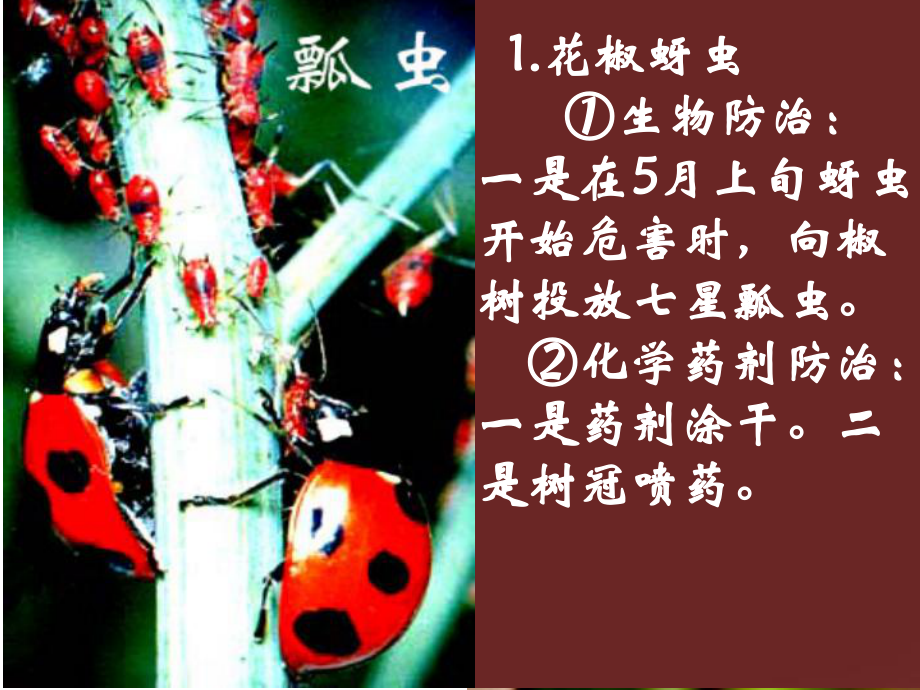 花椒病虫害防治.ppt_第3页