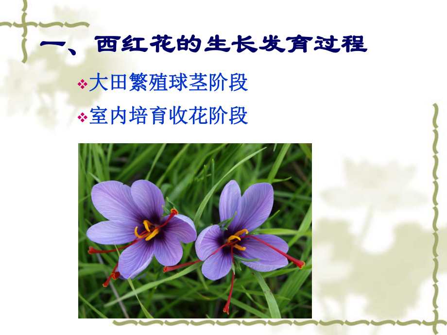 西红花栽培技术.ppt_第3页