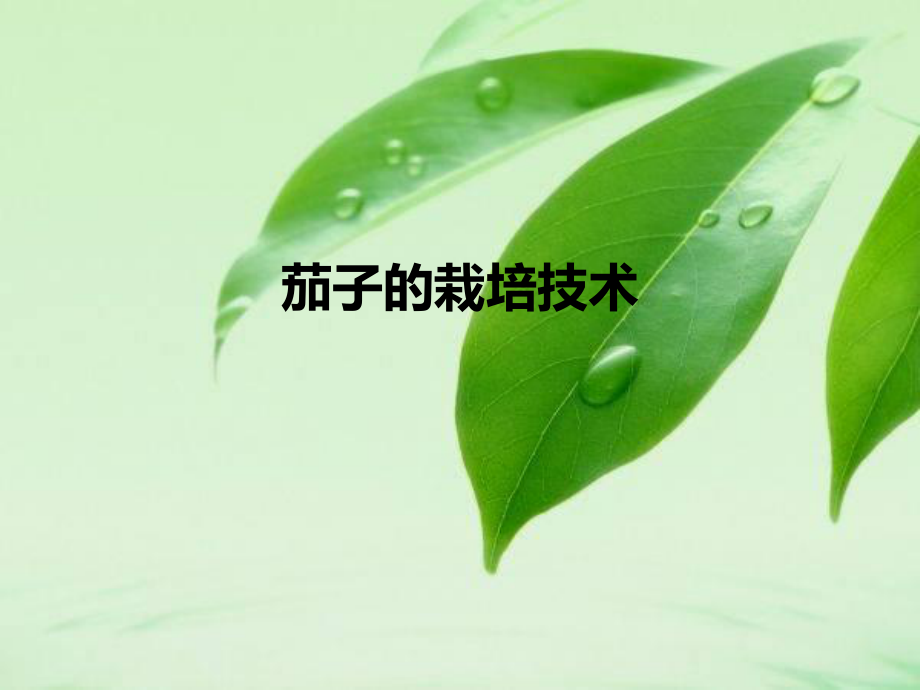 茄子的栽培技术.ppt_第1页