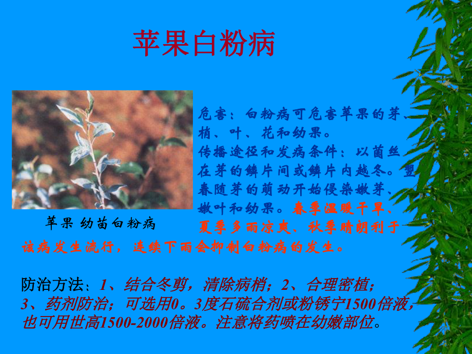 苹果病虫害防治技术.ppt_第3页