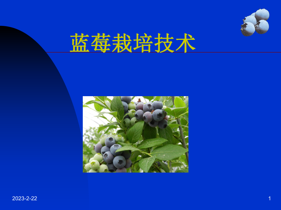 蓝莓栽培技术.ppt_第1页