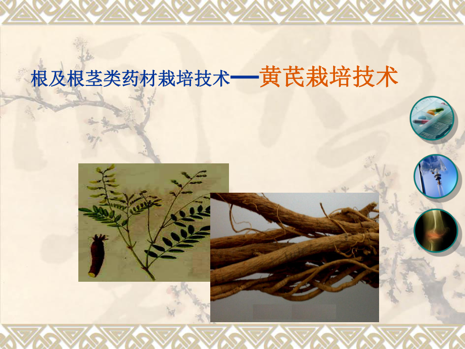 黄芪的栽培技术.ppt_第1页