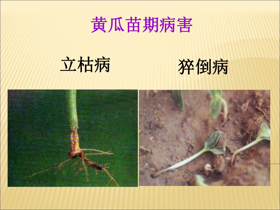 黄瓜病虫害防治.ppt_第2页