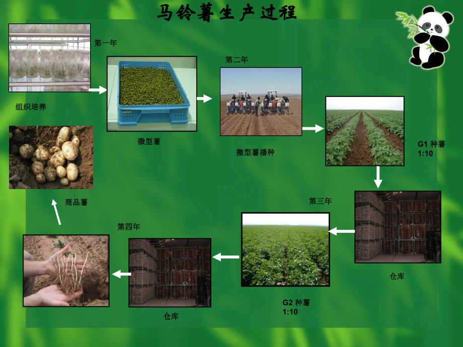 马铃薯高产栽培技术.ppt_第3页