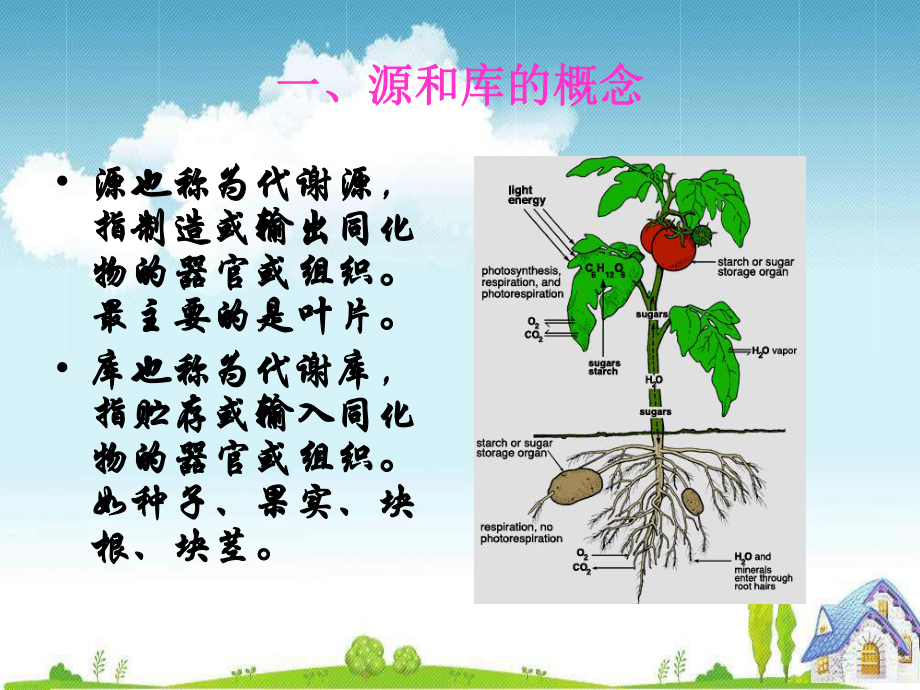 中国科学院大学植物生理学课件：植物生理学第六章.ppt_第3页