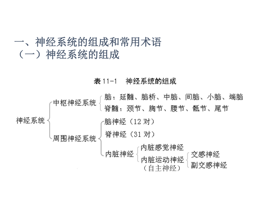 人体解剖生理学神经系统.ppt_第3页