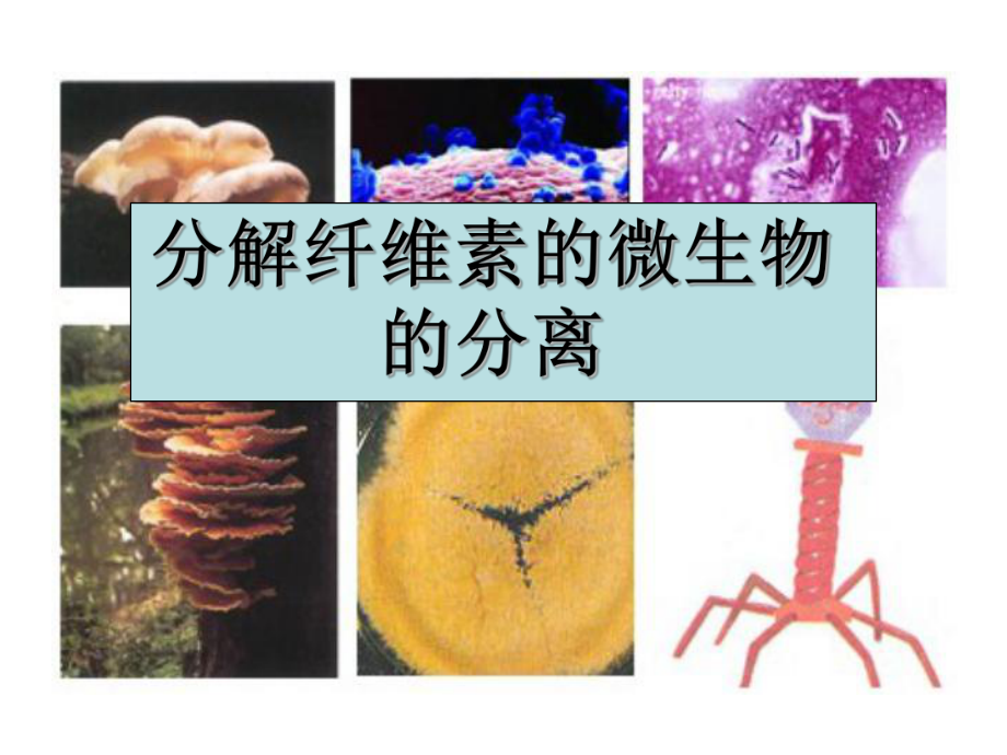 公开课分解纤维素的微生物的分离.ppt_第1页