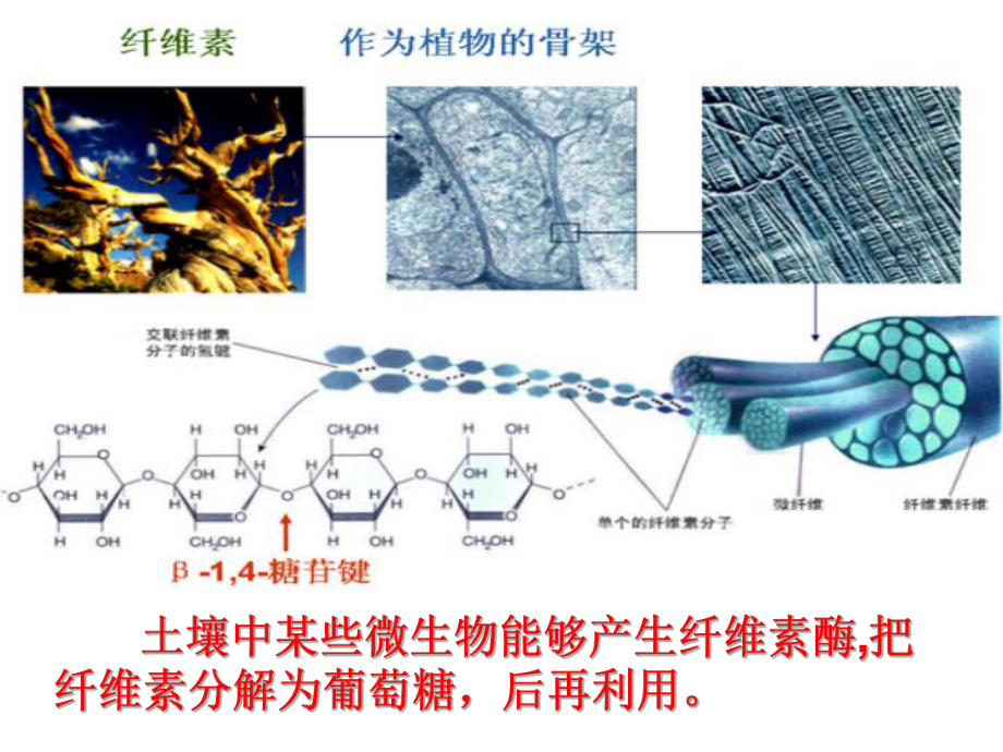 公开课分解纤维素的微生物的分离.ppt_第3页