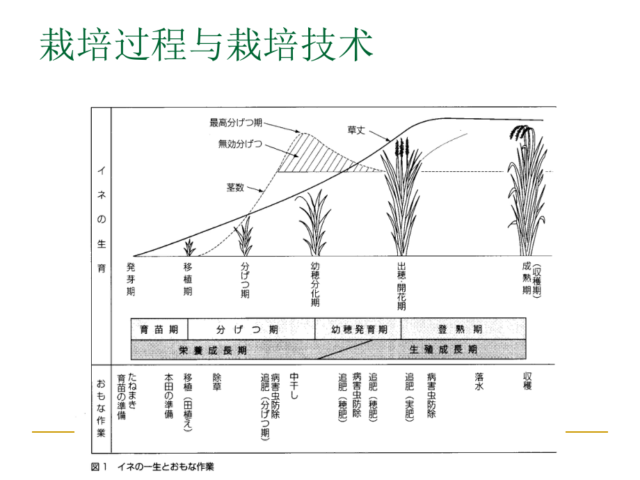 作物栽培技术.ppt_第2页