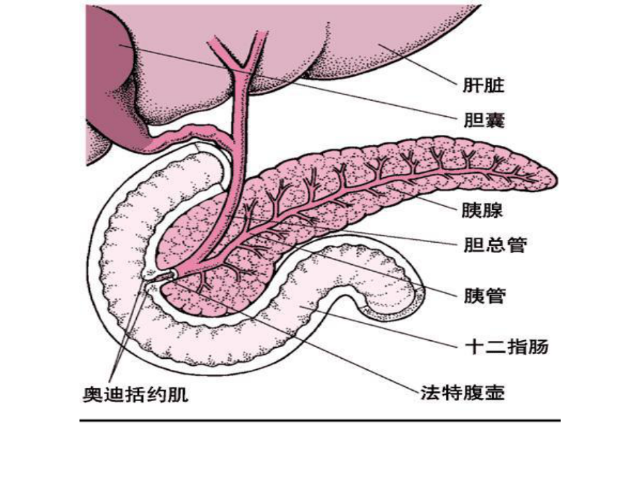 急性胰腺炎的影像学表现.ppt_第2页