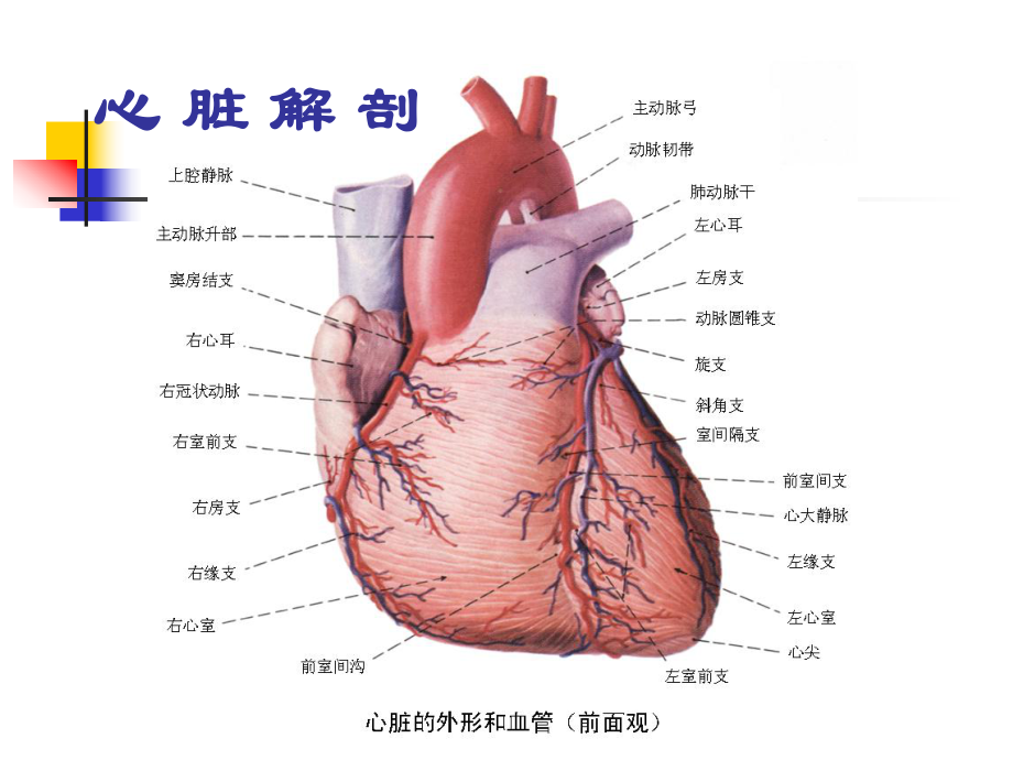 冠心病(科普稿).ppt_第3页