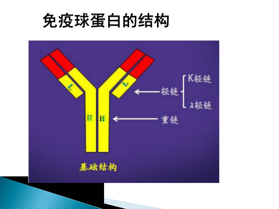 免疫球蛋白的检测及临床应用.ppt_第3页