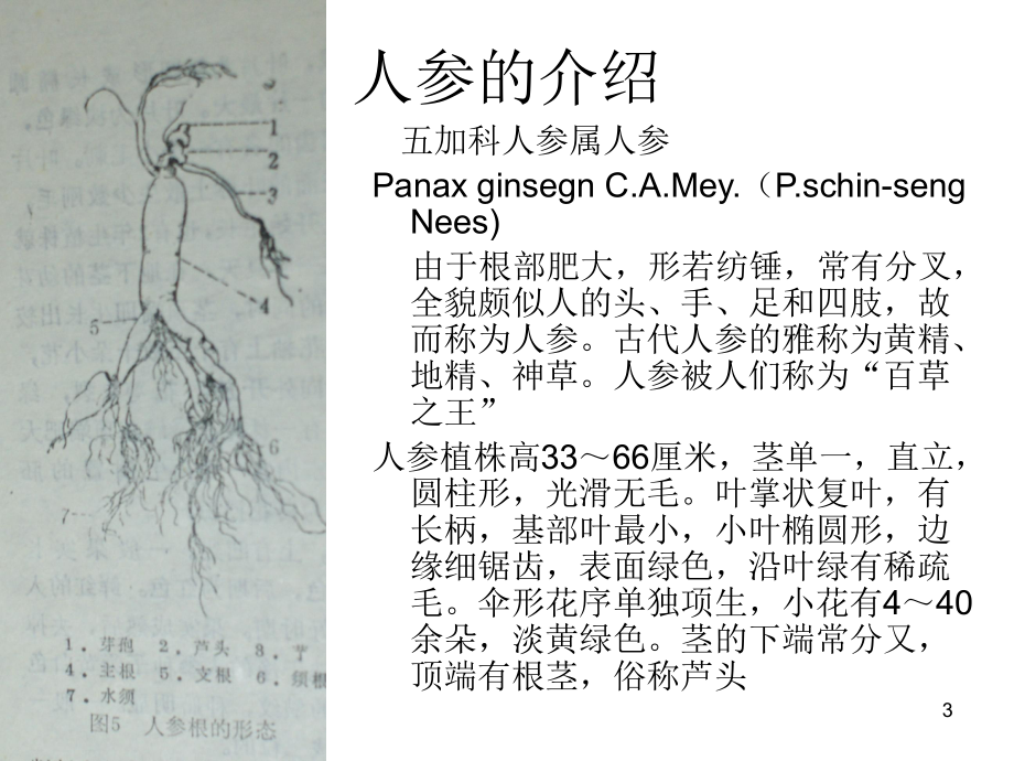 人参的栽培技术.ppt_第3页