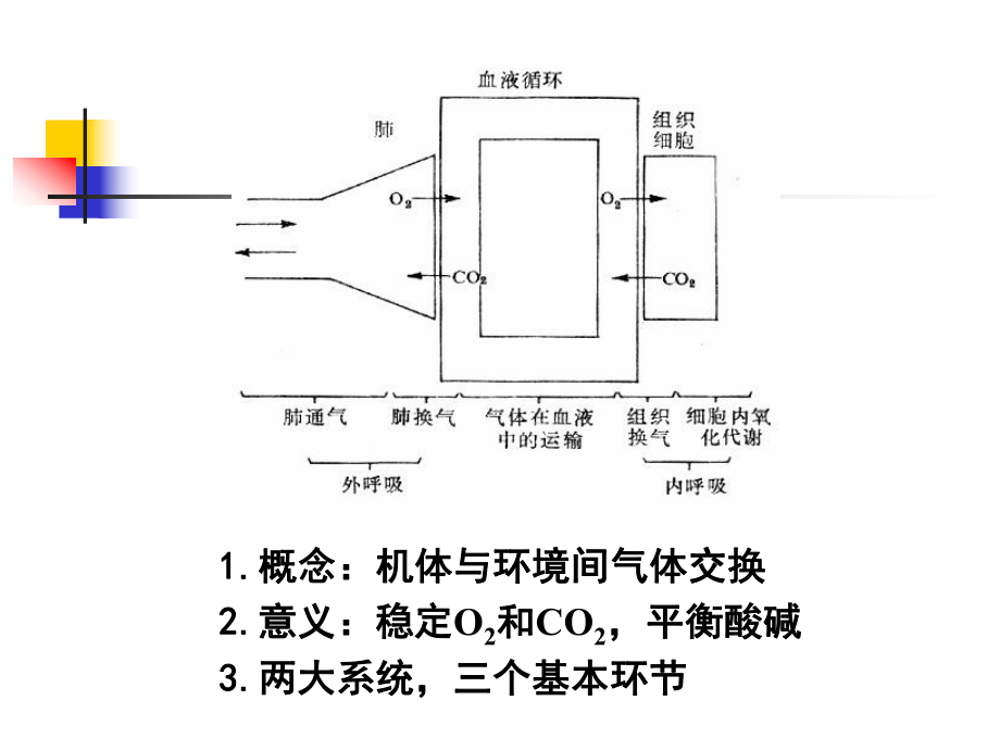 呼吸生理生理学.ppt_第2页