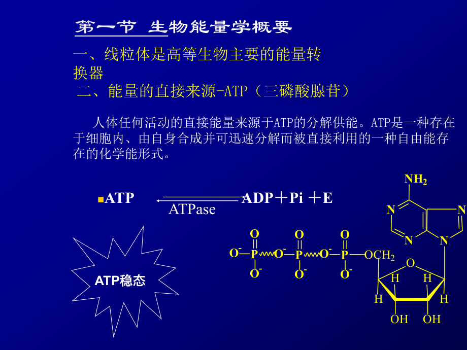 运动生理学1.ppt_第3页