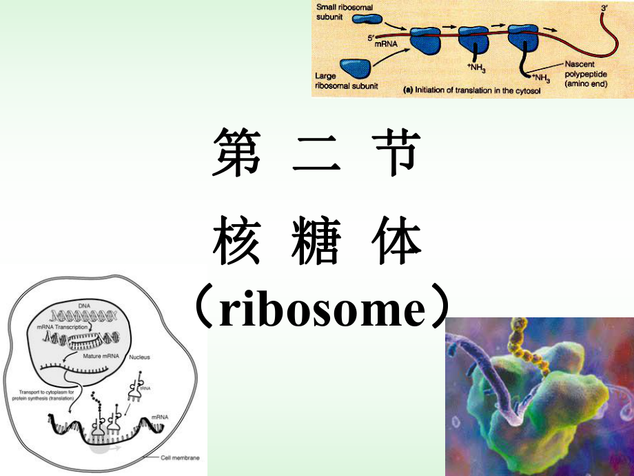 11核糖体细胞生物学.ppt_第1页