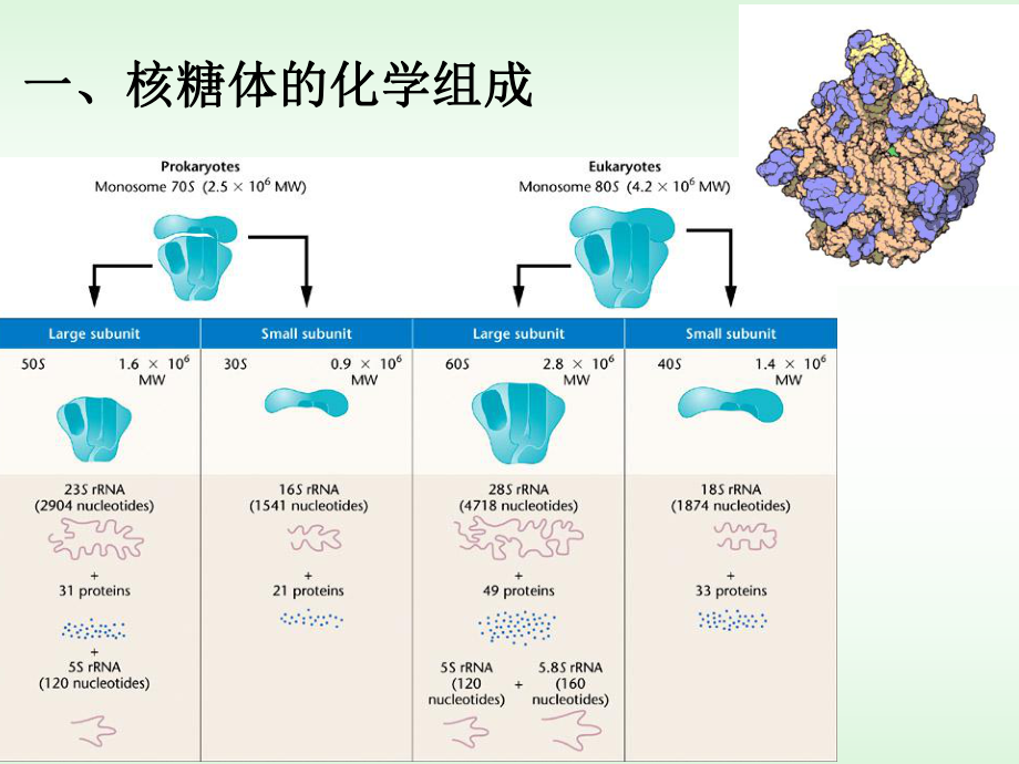 11核糖体细胞生物学.ppt_第3页