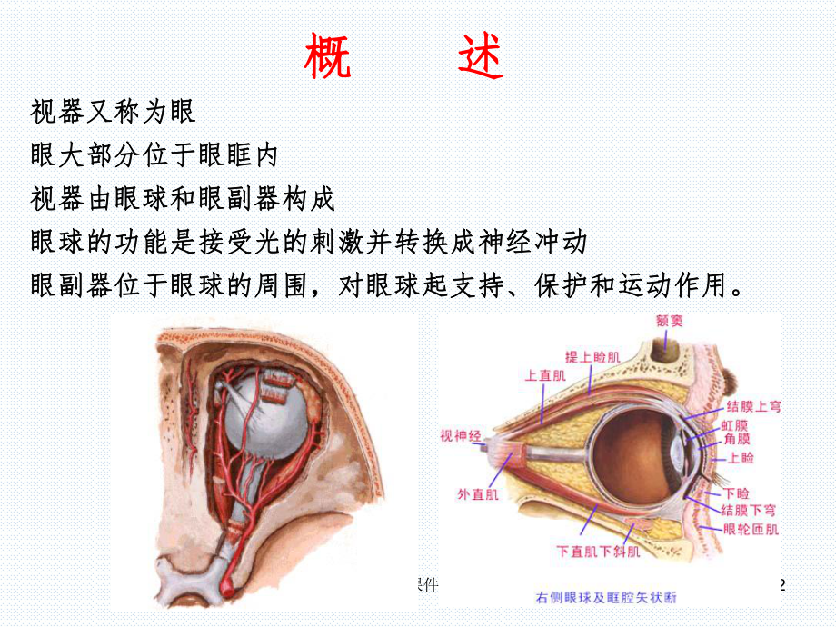 【医学课件】视器——眼.ppt_第2页