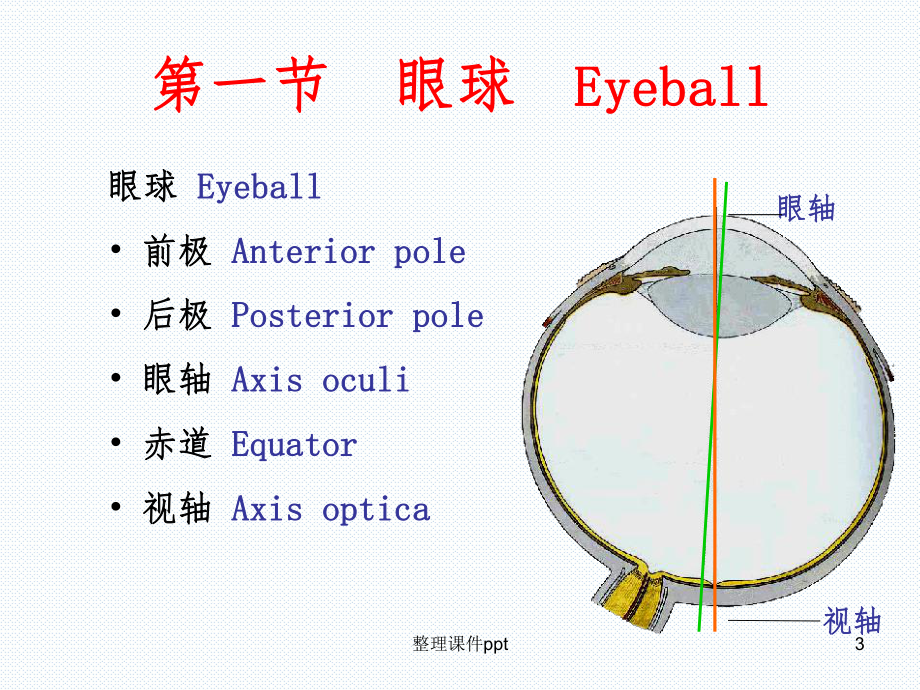 【医学课件】视器——眼.ppt_第3页