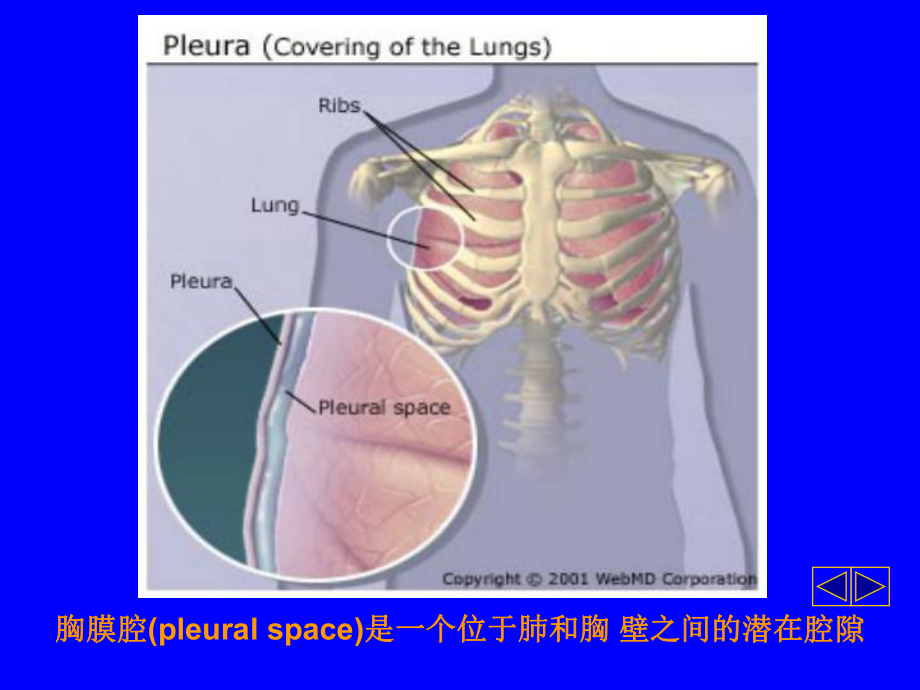 【胸腔积液】医学课件ppt81页.ppt_第3页