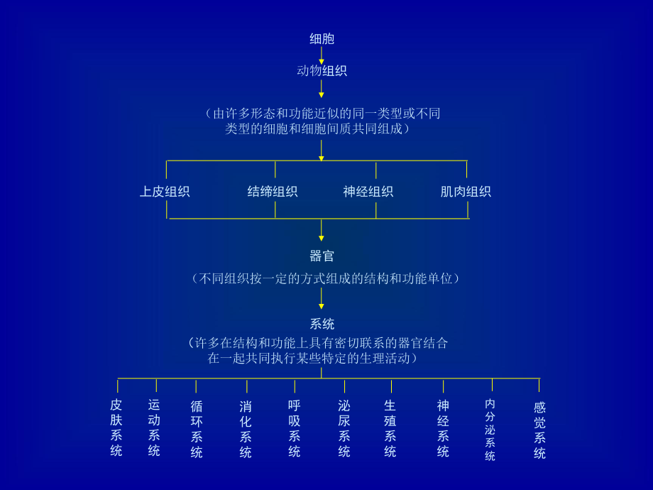 动物生物学总复习.ppt_第3页