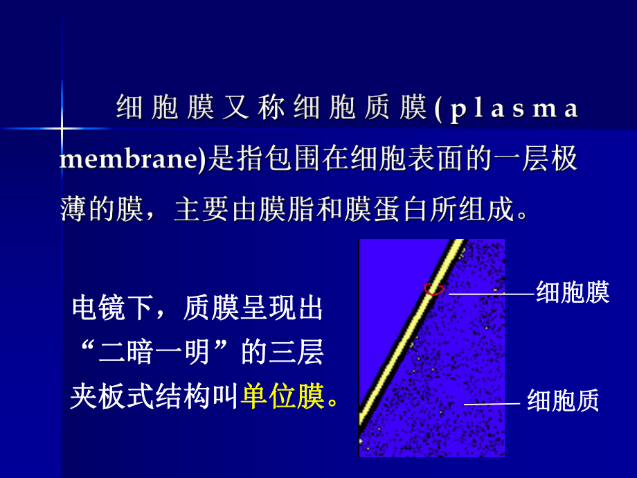 医学生物学2.ppt_第2页