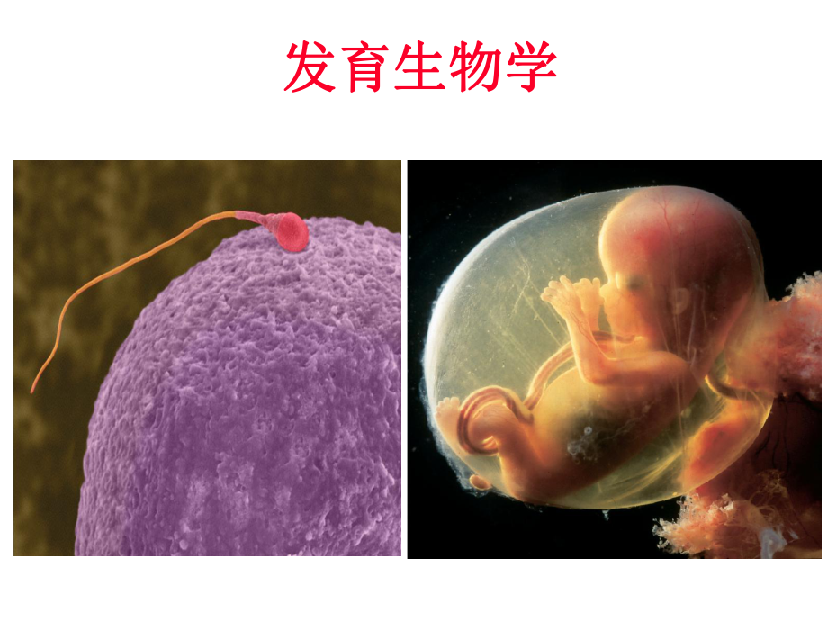 发育生物学——发育前言与发育生物学简史.ppt_第2页