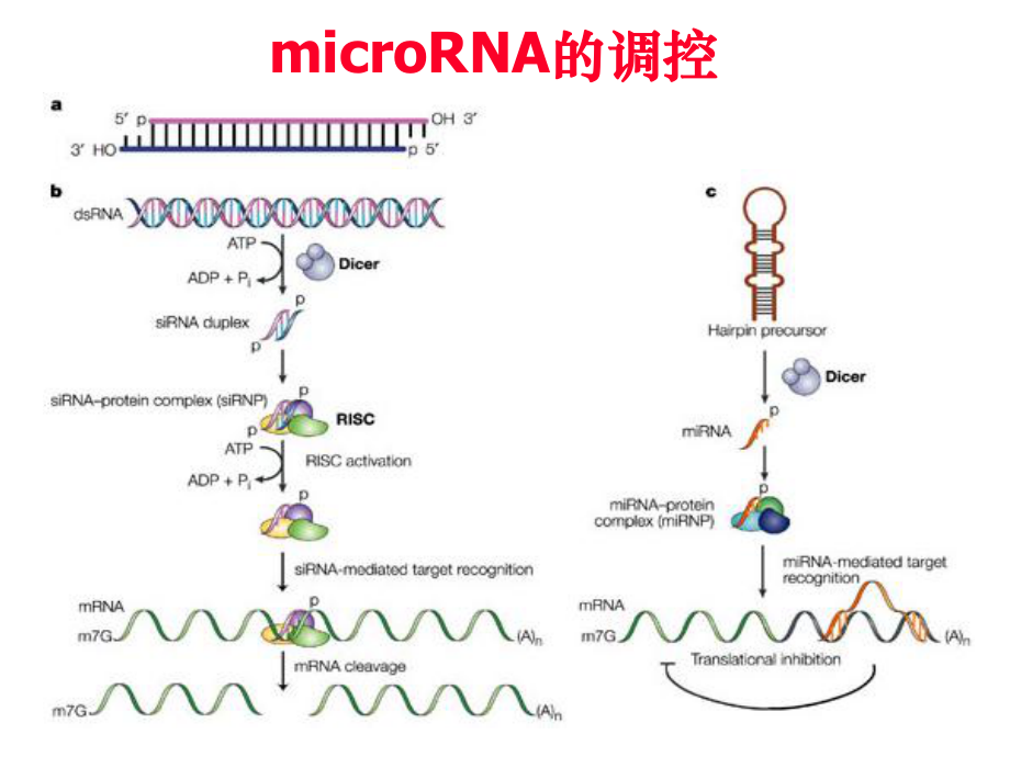 发育生物学——microRNA.ppt_第1页