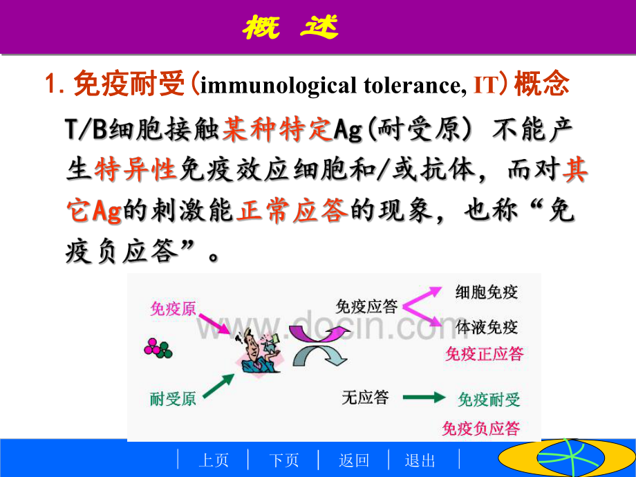 南华大学医学免疫学免疫耐受课件.ppt_第3页