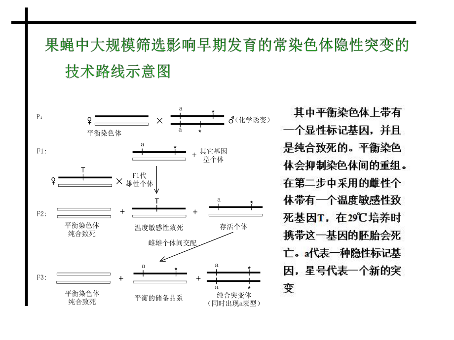 发育生物学——发育生物学研究技术.ppt_第2页