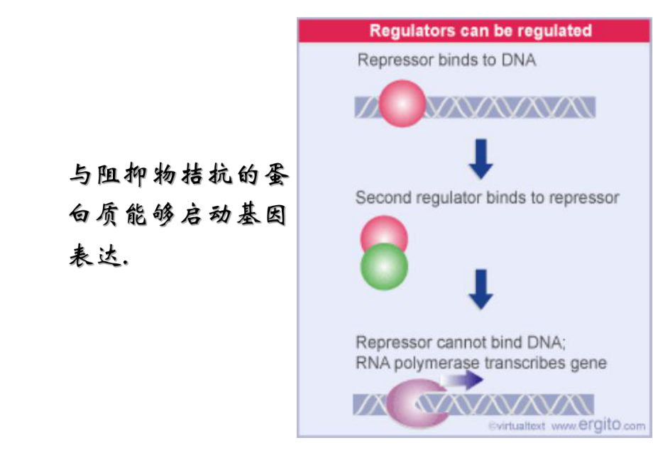 基础分子生物学课件.ppt_第3页