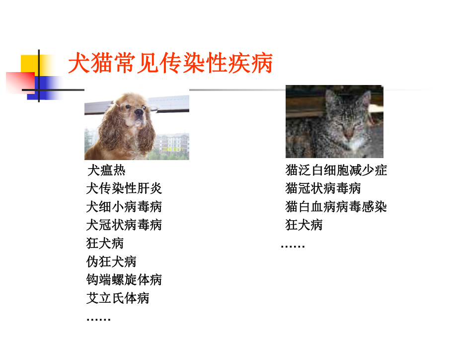 宠物传染病犬瘟热.ppt_第2页