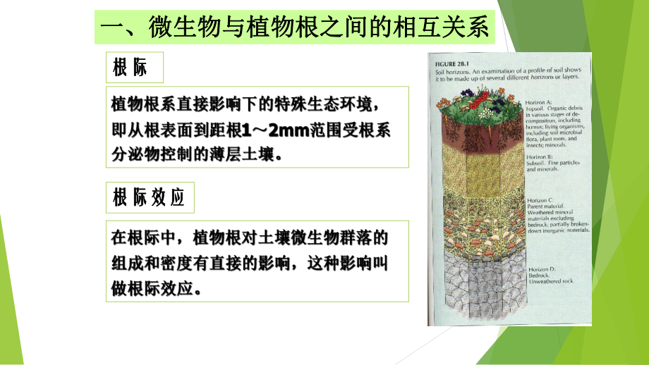 微生物与植物互作.ppt_第3页