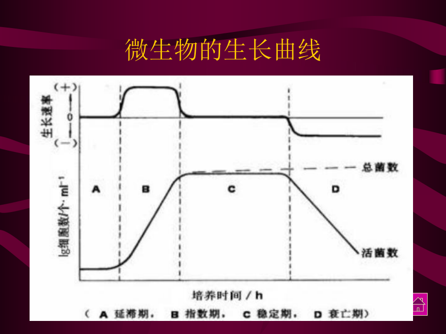 微生物的生长曲线.ppt_第3页