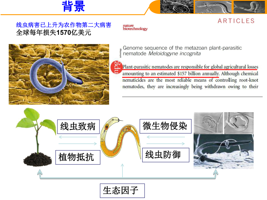 微生物与线虫互作的分子机制微生物会.ppt_第3页