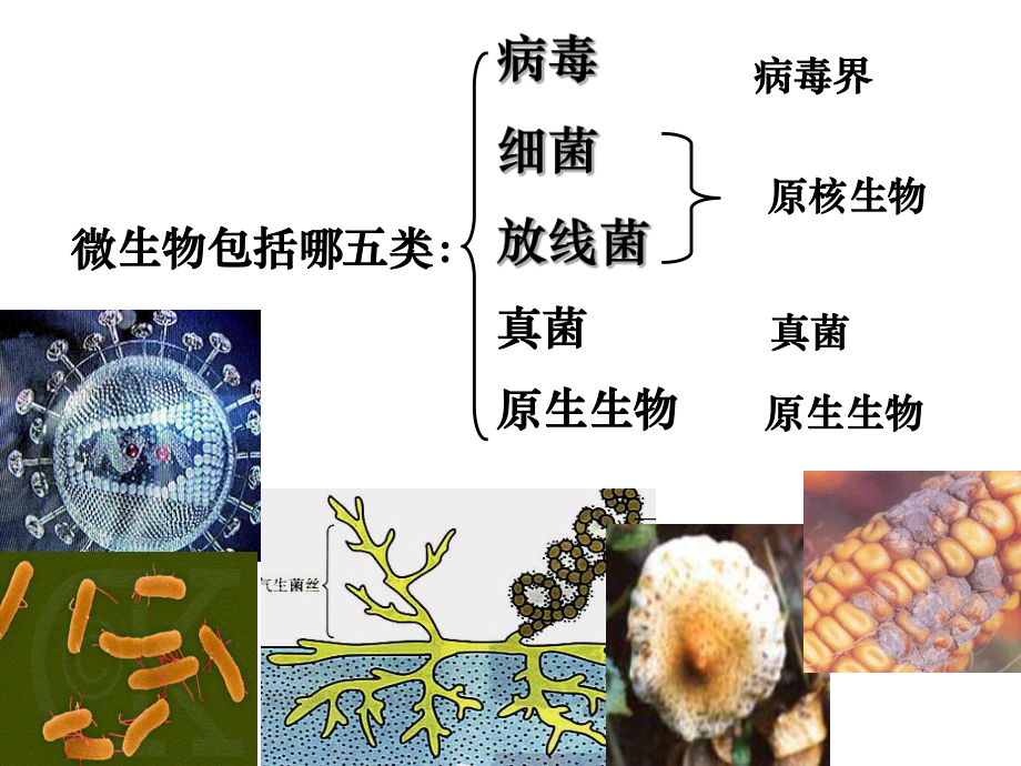 微生物的实验室培养.ppt_第2页