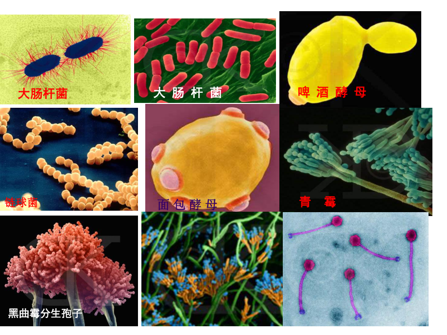 微生物绪论.ppt_第2页