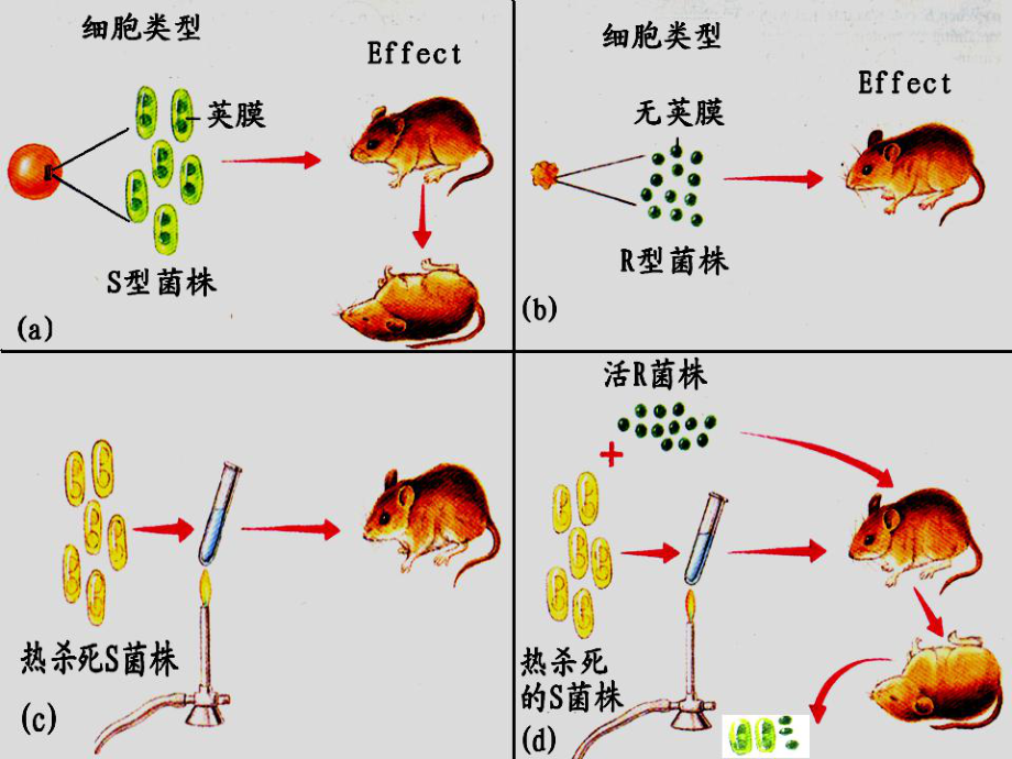 微生物的遗传与变异.ppt_第3页