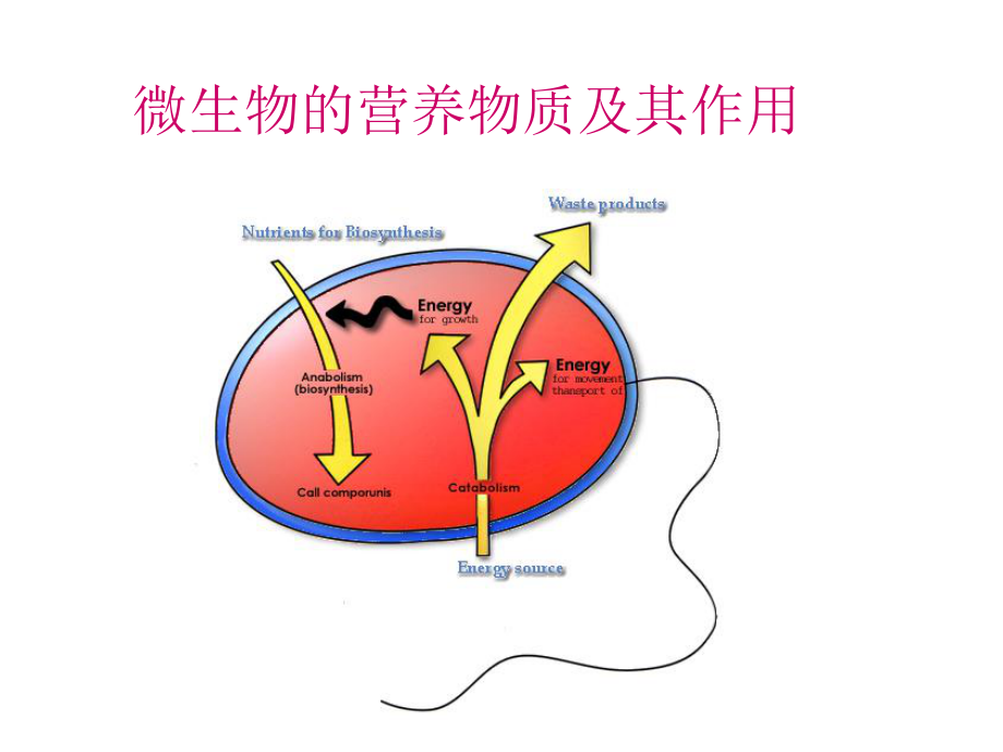 微生物的营养需求.ppt_第1页