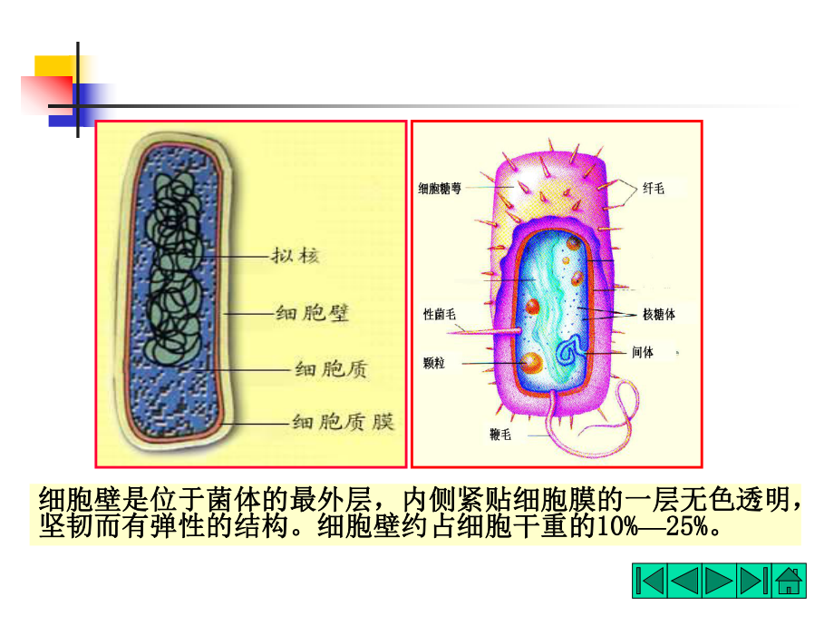 微生物的细胞壁结构.ppt_第2页