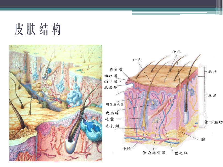 激光医学课件激光皮肤基础.ppt_第3页